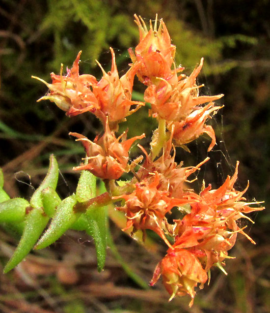 Red Stonecrop, SEDUM MORANENSE, inflorescence with withering flowers showing pistils connate at base