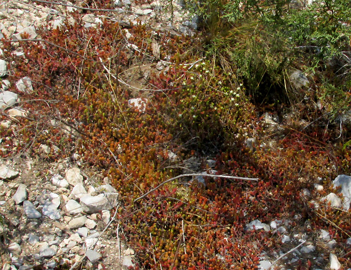 Red Stonecrop, SEDUM MORANENSE, population with reddened leaves