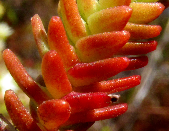 Red Stonecrop, SEDUM MORANENSE, close leaves on young stem