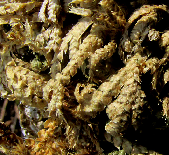 Pale Spikemoss, SELAGINELLA PALLESCENS, close-up of branches