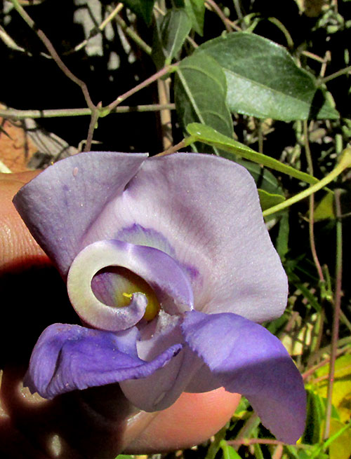 Snail Vine, PHASEOLUS GIGANTEUS, flower from front