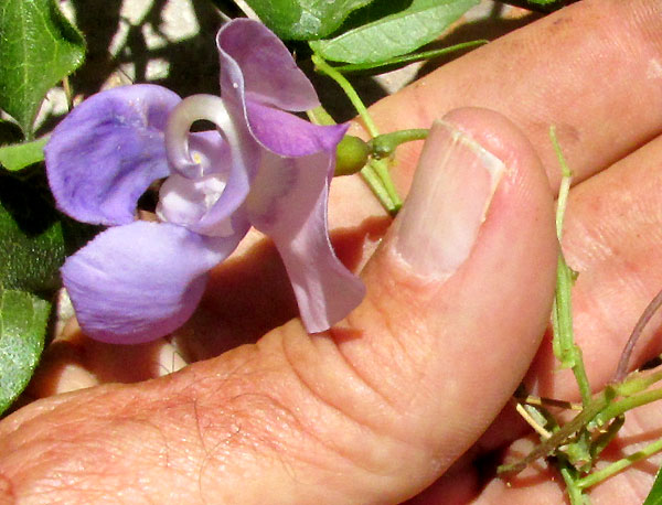 Snail Vine, PHASEOLUS GIGANTEUS, flower from side