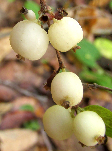 Snowberry, SYMPHORICARPOS MICROPHYLLUS, fruit close-up
