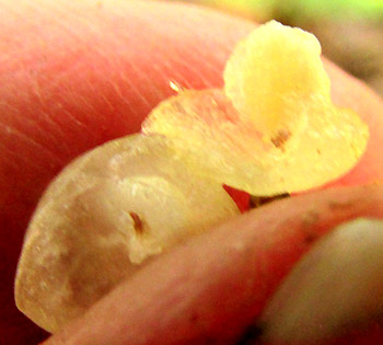 Snowberry, SYMPHORICARPOS MICROPHYLLUS, open drupe showing seed & flesh