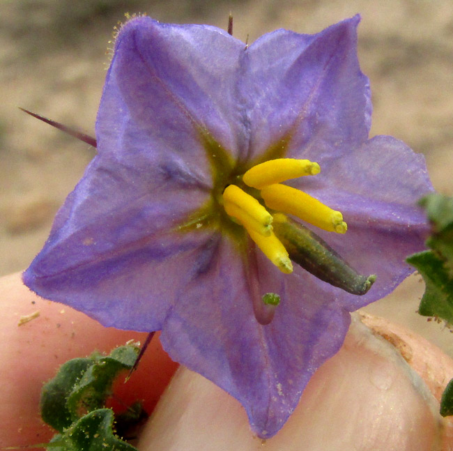 Melonleaf Nightshade, SOLANUM HETERODOXUM, flower from front