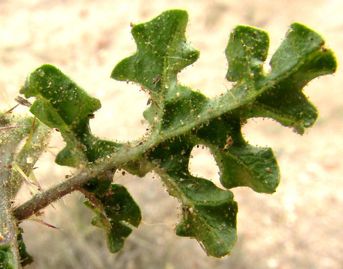 Melonleaf Nightshade, SOLANUM HETERODOXUM, leaf lower surface