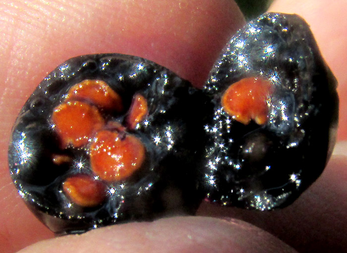 SOLANUM ALIGERUM and/or SOLANUM PUBIGERUM, open fruit showing seeds