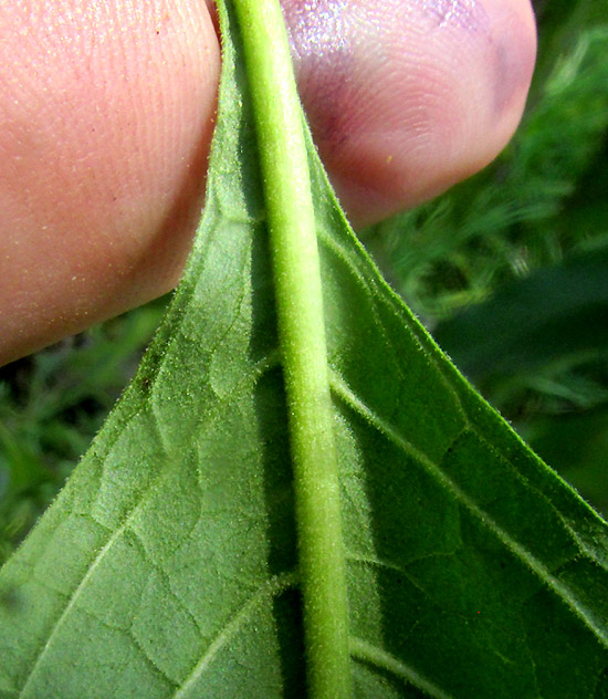 SOLANUM ALIGERUM and/or SOLANUM PUBIGERUM, puberulent leaf undersurface