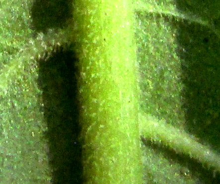 SOLANUM ALIGERUM and/or SOLANUM PUBIGERUM, close-up of hairs on blade undersurface