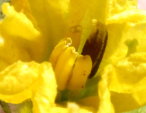  Solanum tectum, stamens close-up