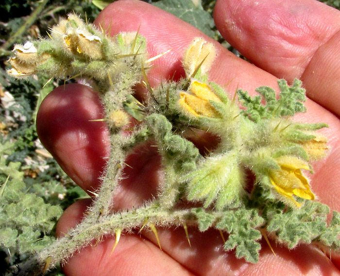  Solanum tectum, flower clusters