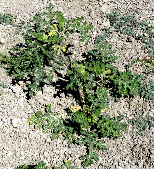  Solanum tectum, plant