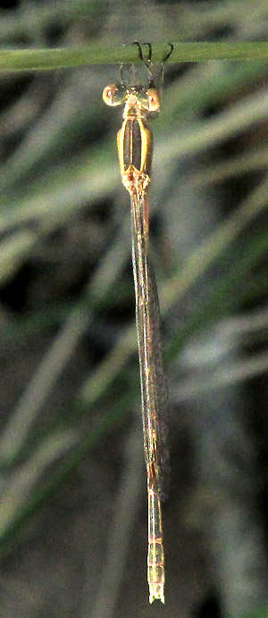 Plateau Spreadwing, LESTES ALACER, body from above