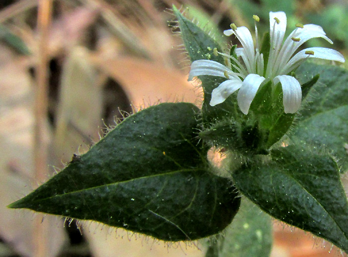 Mexican Chickweed, STELLARIA CUSPIDATA, flower
