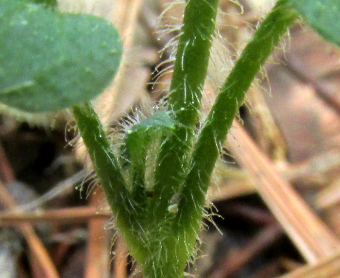 Mexican Chickweed, STELLARIA CUSPIDATA, glandular long hairs on stem and petioles