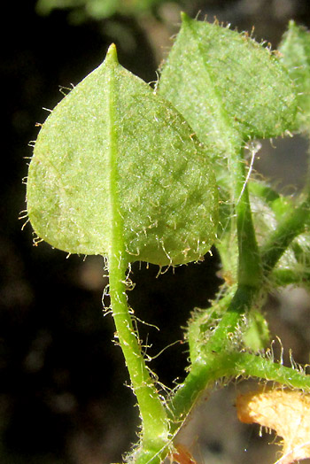 Mexican Chickweed, STELLARIA CUSPIDATA, leaf