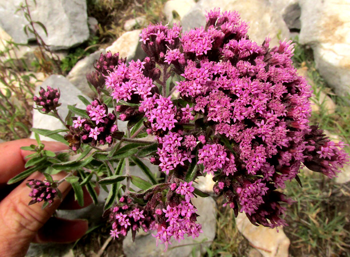 SALVIA HIRSUTA, flower cluster