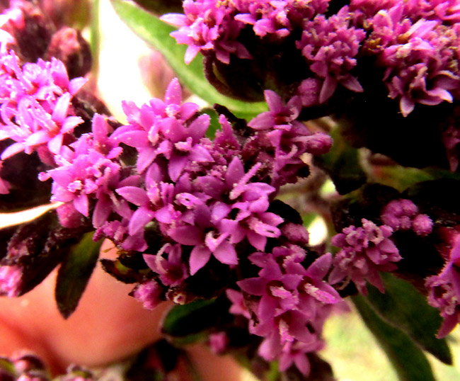SALVIA HIRSUTA, flowers close up
