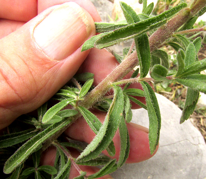 SALVIA HIRSUTA, pilose stems and leaves