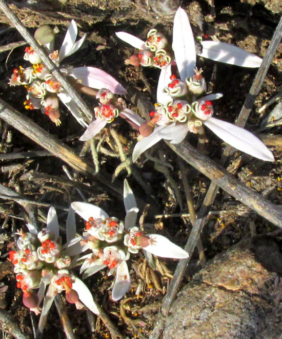 Sun Spurge, EUPHORBIA RADIANS, flowering in habitat