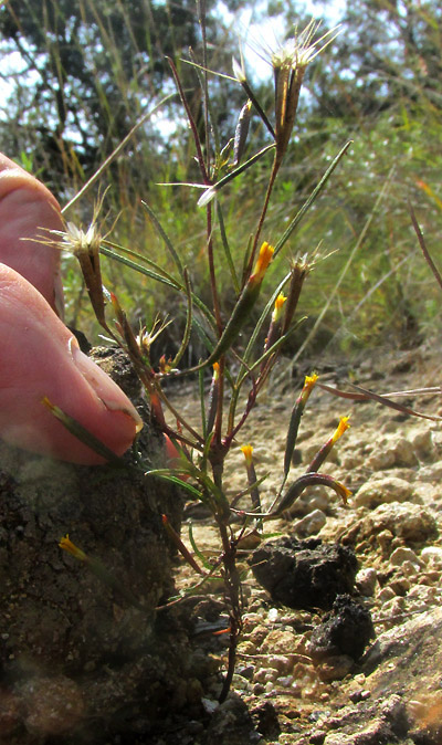TAGETES CORONOPIFOLIA, a stunted, flowering and fruiting one in habitat