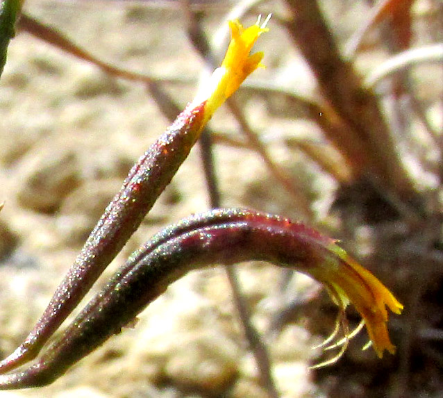 TAGETES CORONOPIFOLIA, capitula viewed from side