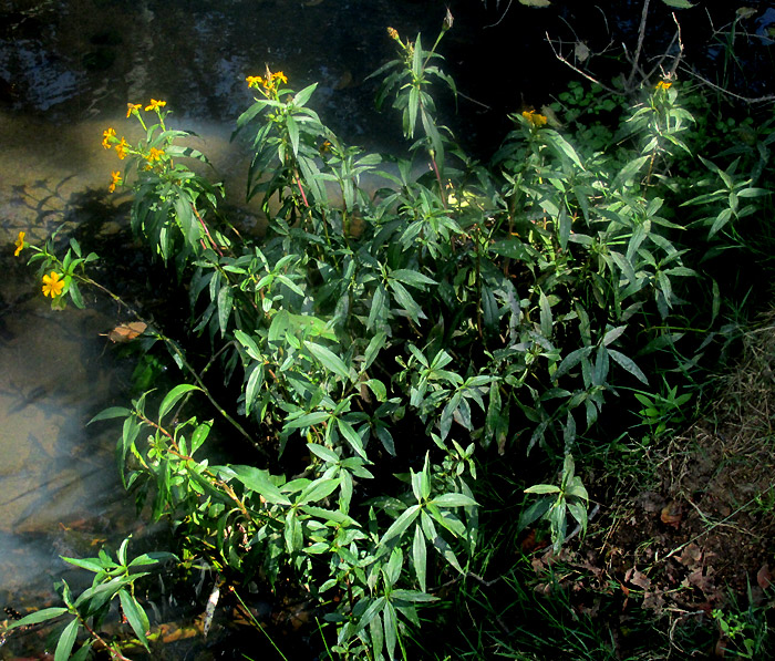 TAGETES PERSICIFOLIA, in habitat beside stream