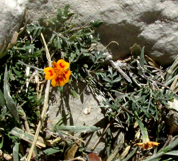 Red-crescent Marigold, TAGETES LUNULATA, habitat in rock crack