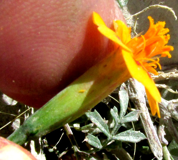 Red-crescent Marigold, TAGETES LUNULATA, capitulum from side showing phyllaries
