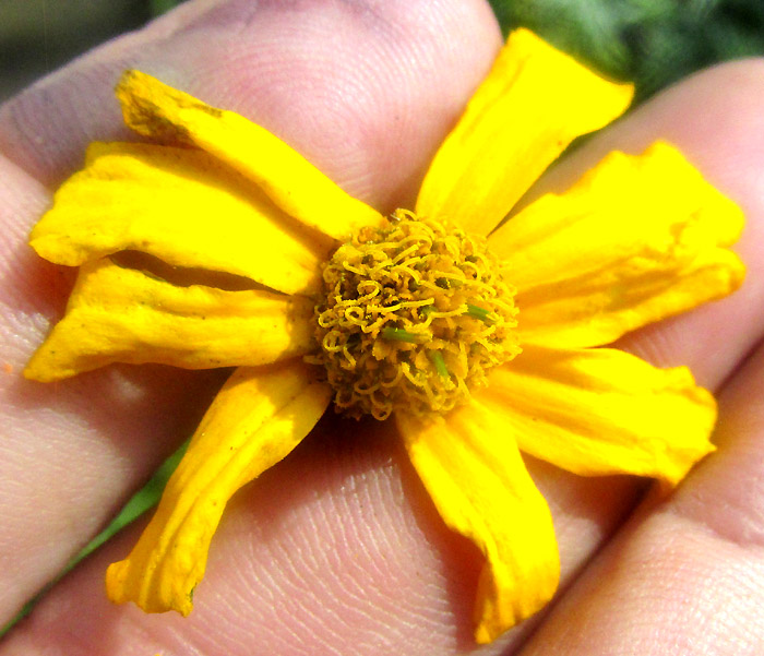 TAGETES PERSICIFOLIA, flowering head from above
