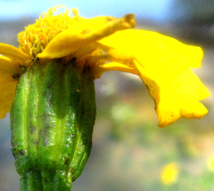 TAGETES PERSICIFOLIA, involucre close-up showing glands and fused bract margins