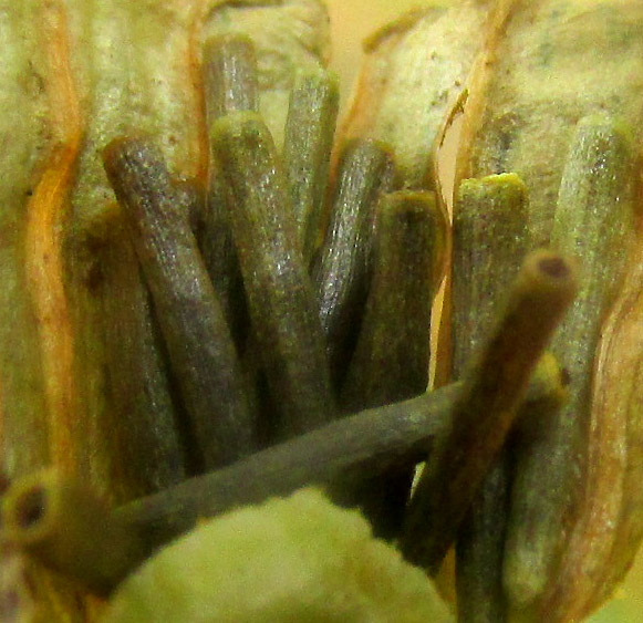 TAGETES PERSICIFOLIA, involucre close-up showing glands and fused bract margins