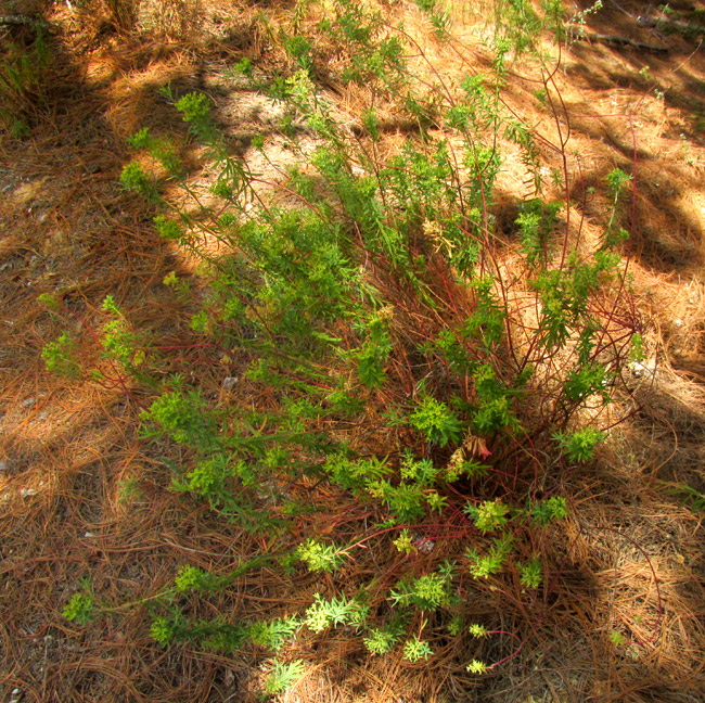 Terracina Spurge, EUPHORBIA TERRACINA, plant along weedy roadside shaded by pines