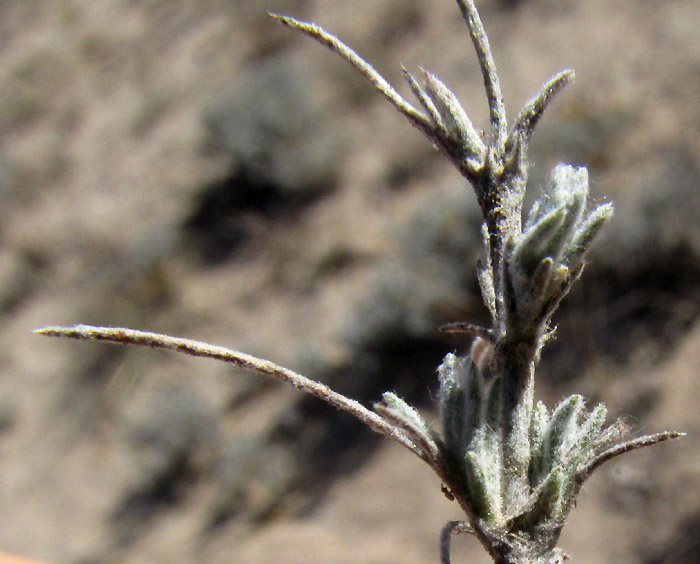 Pricklyleaf, THYMOPHYLLA SETIFOLIA, capitulum on stem rising above plant body