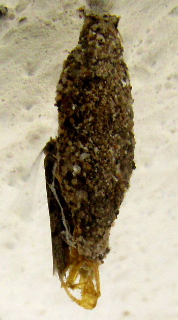 Case-bearing Clothes Moth, TINEA PELLIONELLA, with cocoon