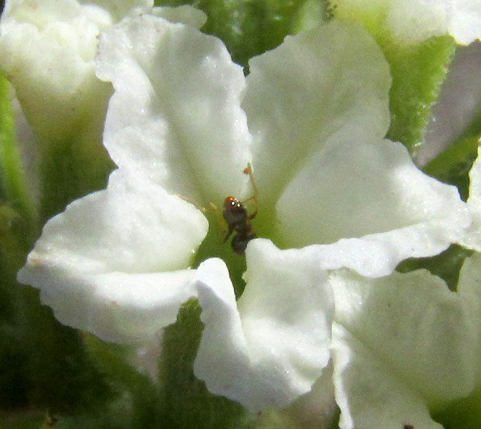 Soldierbush, TOURNEFORTIA MUTABILIS, flower close-up from front