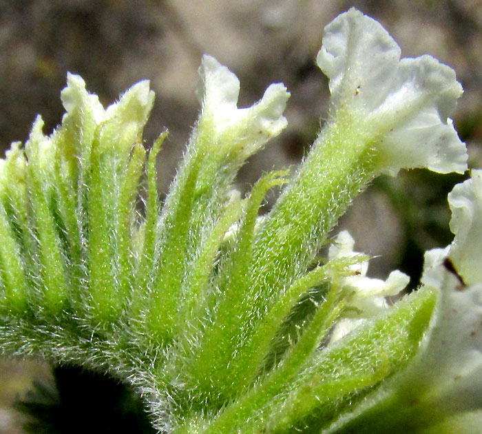 Soldierbush, TOURNEFORTIA MUTABILIS, flower close-up from side