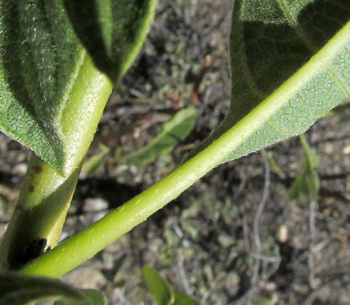 Soldierbush, TOURNEFORTIA MUTABILIS, stem, petiole and leaf surface