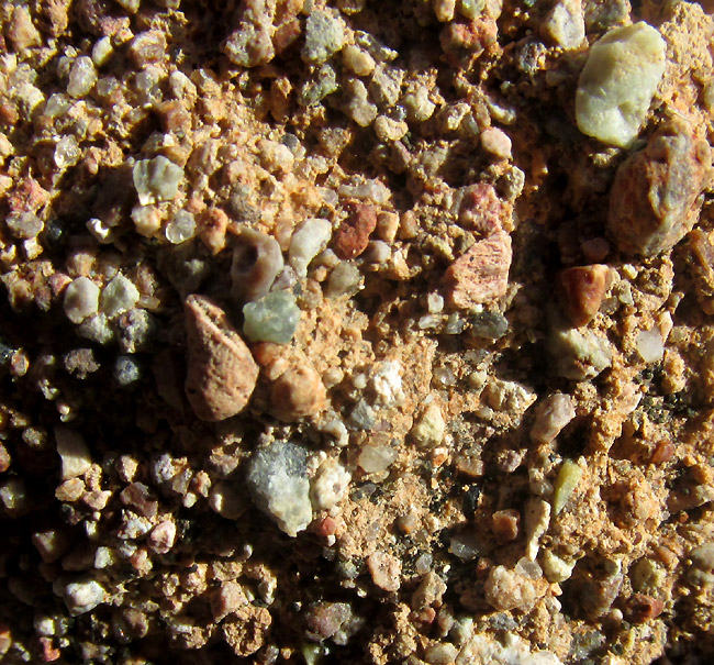 close-up of particles encrusting presumed volcaniclastic sedimentary rock/ conglomerate