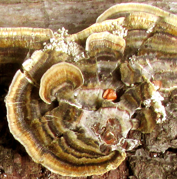 Turkey Tail, TRAMETES VERSICOLOR, emerging mycelia, hyphal knots