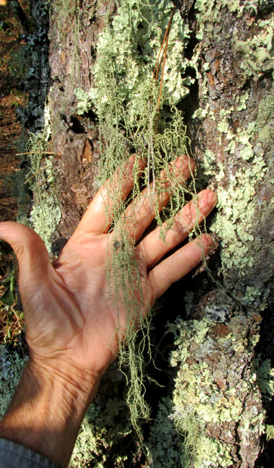 Warty Beard Lichen, USNEA cf. CERATINA, in habitat