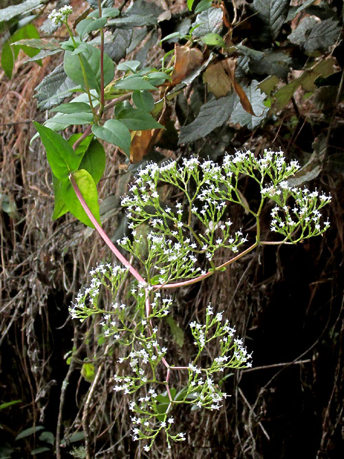 Valerian, VALERIANA CLEMATITIS, plant in habitat