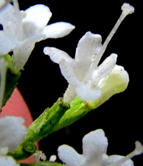 Valerian, VALERIANA CLEMATITIS, flower close-up