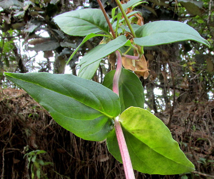 Valerian, VALERIANA CLEMATITIS, plant in habitat