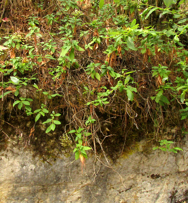 VALERIANA CLEMATITIS, leaning over ledge