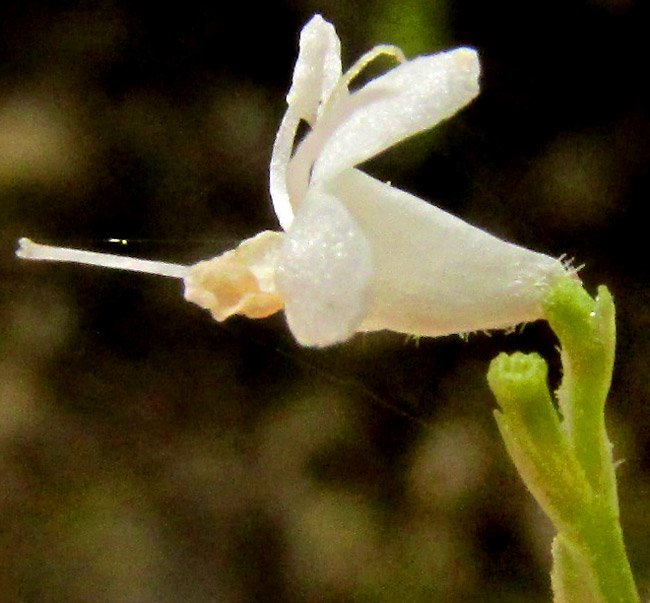 VALERIANA CLEMATITIS, flower from side