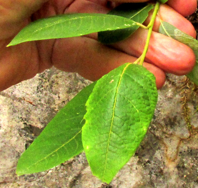 VALERIANA CLEMATITIS, alternating leaves