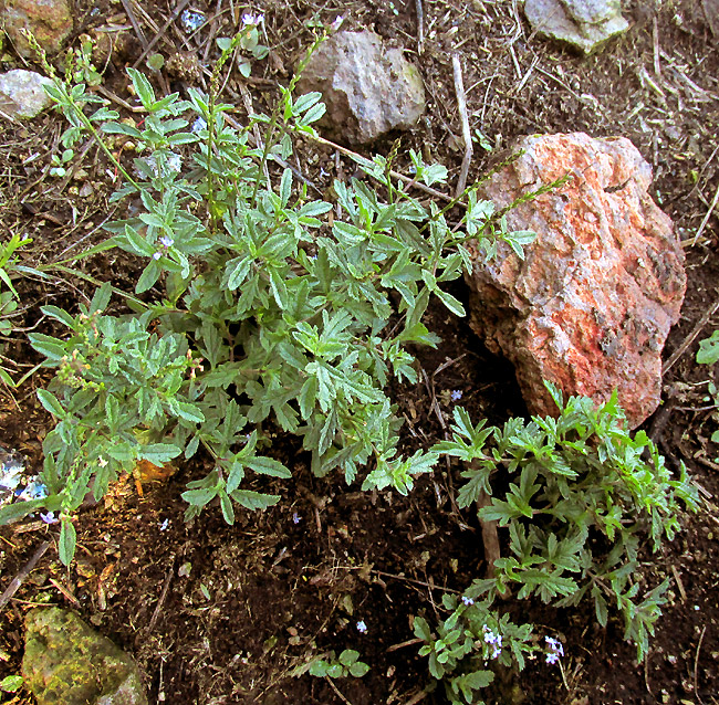 VERBENA EHRENBERGIANA, plant in habitat