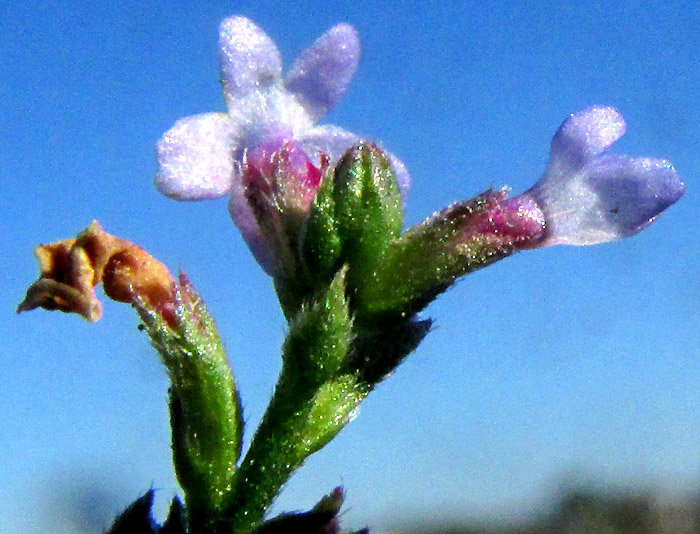 VERBENA EHRENBERGIANA, flowers showing bract length realtive to calyx
