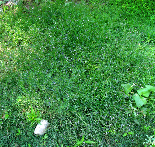 Mint-leaved Vervain, VERBENA MENTHIFOLIA, diffuse colony in habitat